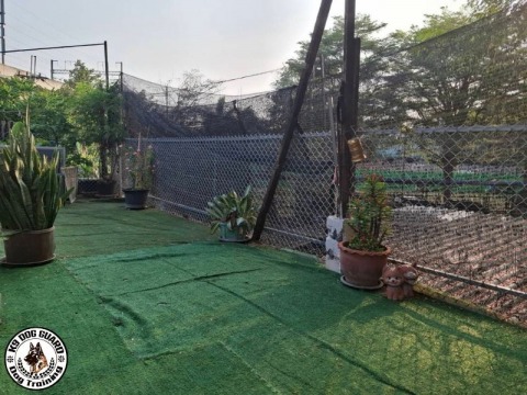 ใส่ใจในทุกรายละเอียดของการดูแลสุนัข ตั้งแต่การให้อาหาร การออกกำลังกาย